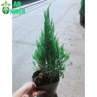 Cây Tùng Cao 40cm (tính cả bầu )