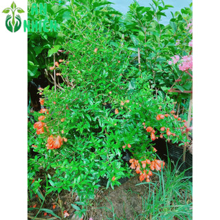 Cây Lựu Cho Sai Trái