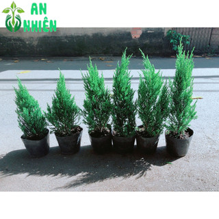 Cây Tùng Cao 40cm (tính cả bầu )
