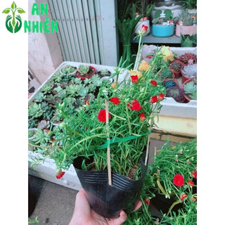 Hoa mười giờ (10h)