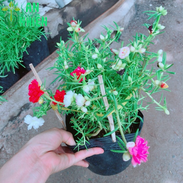 Hoa mười giờ nhiều màu(10h)