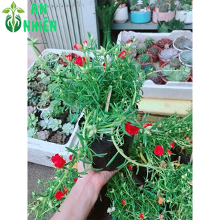 Hoa mười giờ (10h)