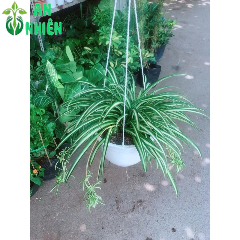 Chậu Cây Dây Nhện