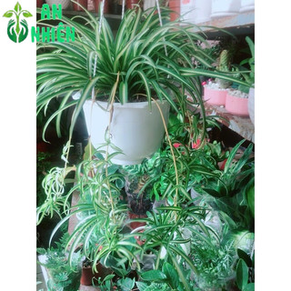 Chậu Cây Dây Nhện