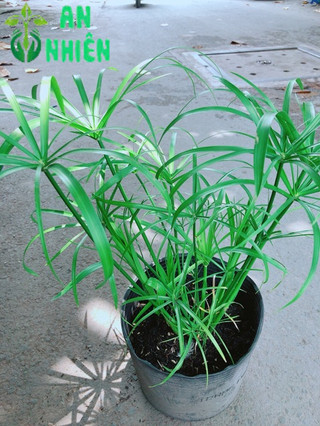 Cây Trúc Thuỷ