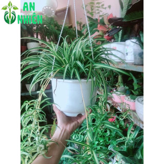 Chậu Cây Dây Nhện
