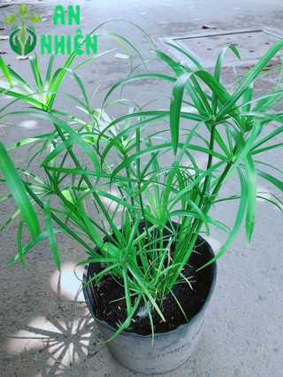 Cây Trúc Thuỷ
