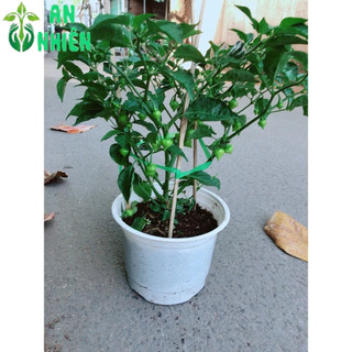 Chậu Ớt Kiểng Trái Tim Hàng Đẹp