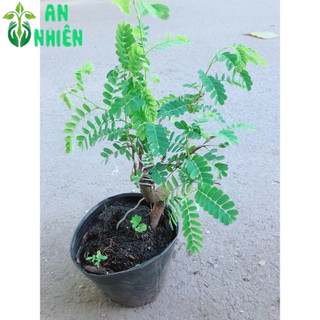 Chậu Ớt Kiểng Trái Tim Hàng Đẹp