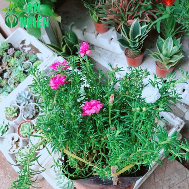 Hoa mười giờ (10h)