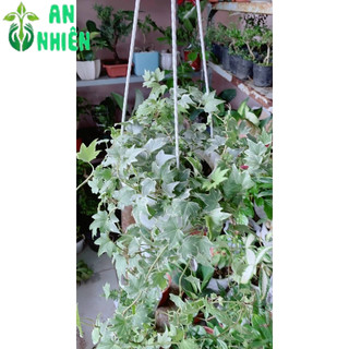 Chậu Thường Xuân Bạc