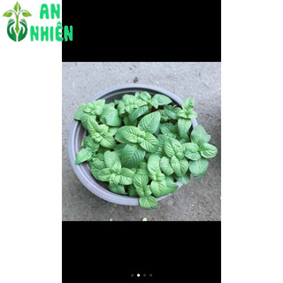 Rau Thơm (được chọn cây)