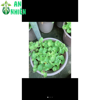 Rau Thơm (được chọn cây)