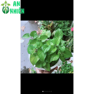 Rau Thơm (được chọn cây)
