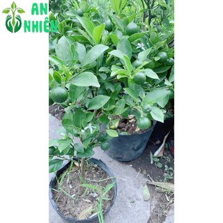 Cây Tắc Sẵn Trái 50-60cm