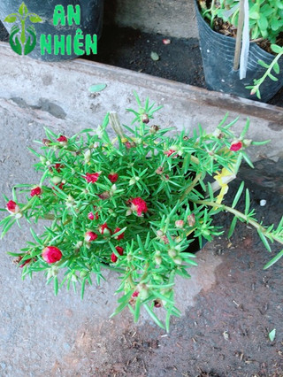 Hoa mười giờ (10h)