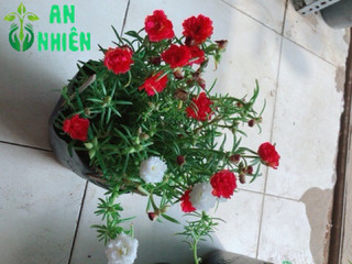 Hoa mười giờ (10h)