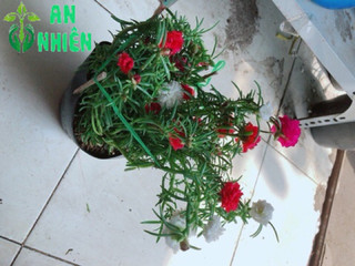 Hoa mười giờ (10h)