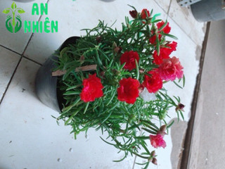 Hoa mười giờ (10h)