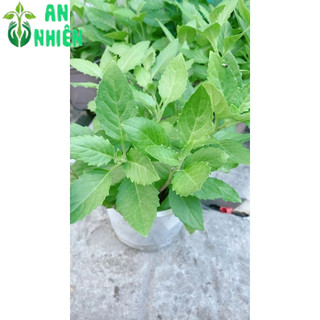 Cây Rau Bầu Đất