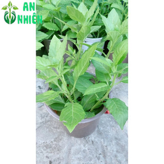 Cây Rau Bầu Đất