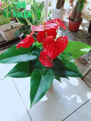 Cây Hồng Môn