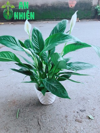 Cây Lan Ý Kèm Chậu Sứ