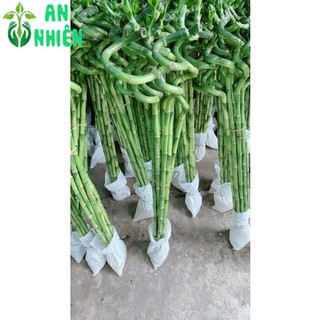 Phát Tài Xoắn 10 cây