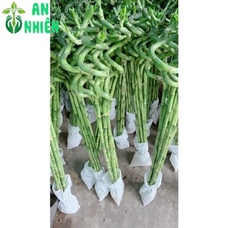 Phát Tài Xoắn 10 cây