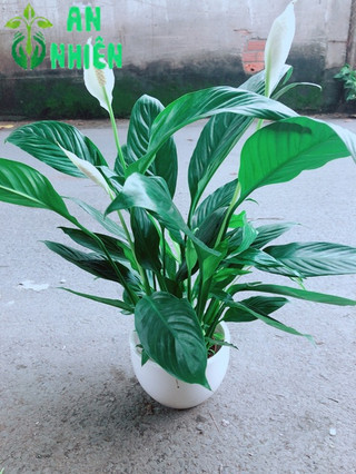 Cây Lan Ý Kèm Chậu Sứ