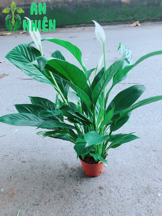 Cây Lan Ý Kèm Chậu Sứ