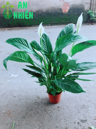 Cây Lan Ý Kèm Chậu Sứ