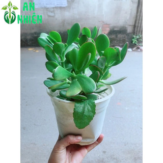 Cây Ngọc Bích