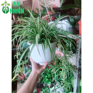 Chậu Cây Dây Nhện