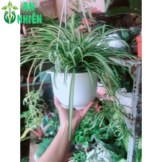 Chậu Cây Dây Nhện