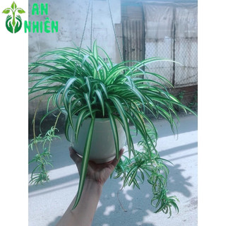 Chậu Cây Dây Nhện