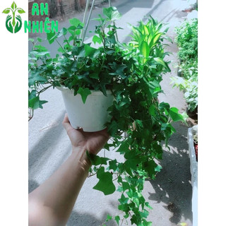 Chậu Cây Thường Xuân