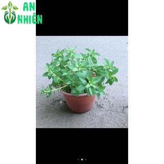 Rau Thơm (được chọn cây)
