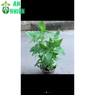 Rau Thơm (được chọn cây)