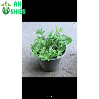 Rau Thơm (được chọn cây)