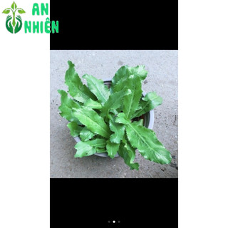 Rau Thơm (được chọn cây)