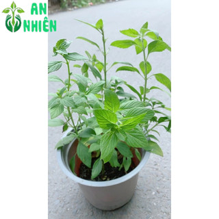 Rau Thơm (được chọn cây)