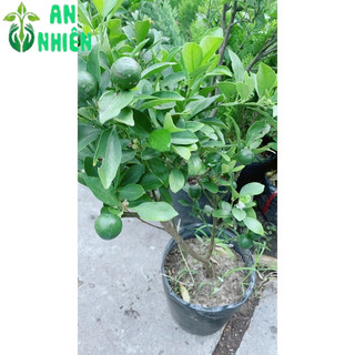 Cây Tắc Sẵn Trái 50-60cm