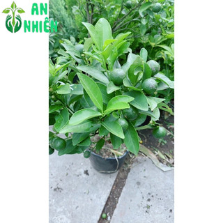 Cây Tắc Sẵn Trái 50-60cm