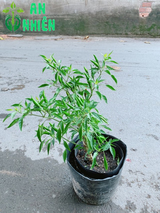 Bụi Ớt Hiểm Trái Lớn