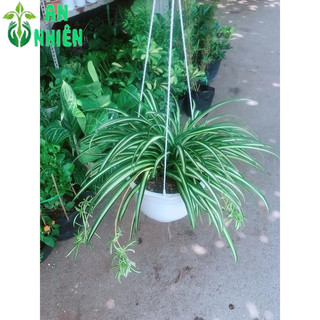 Chậu Cây Dây Nhện