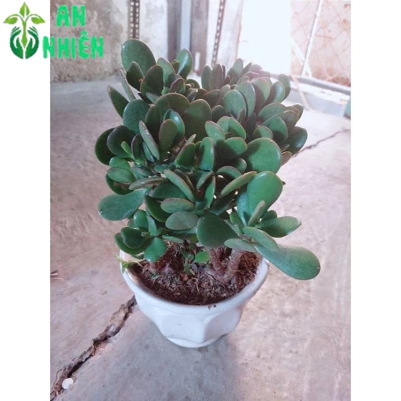 Chậu Cây Ngọc Bích