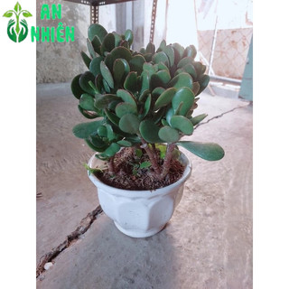 Chậu Cây Ngọc Bích
