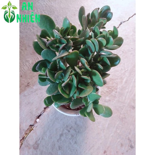 Chậu Cây Ngọc Bích