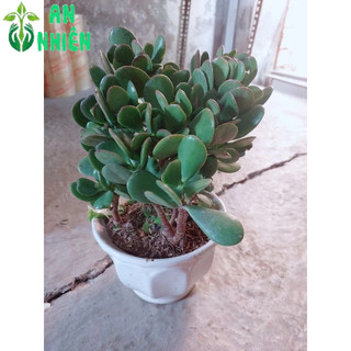 Chậu Cây Ngọc Bích
